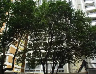 Destaque do Barão de Pirapitingui